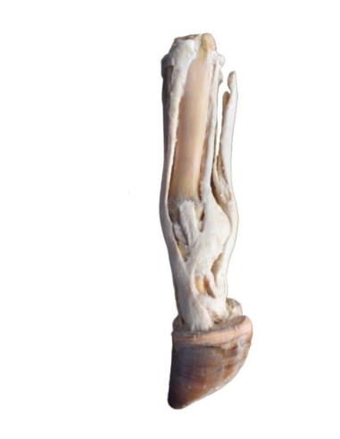Pé de Boi - Tendões e Ligamentos VP11000