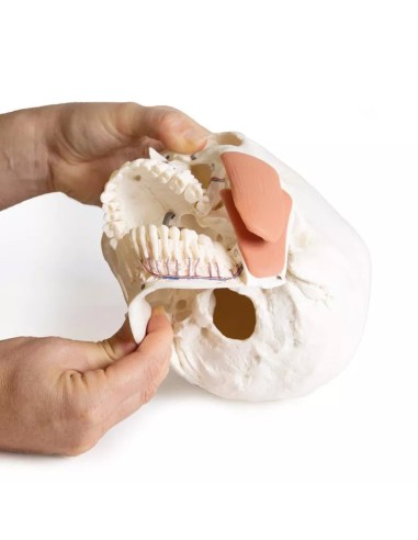 Modelo de crânio para odontologia com...