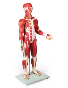 Figura humana com músculos...