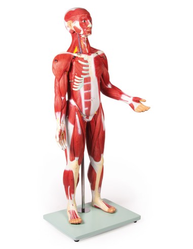 Figura humana com músculos em 30...