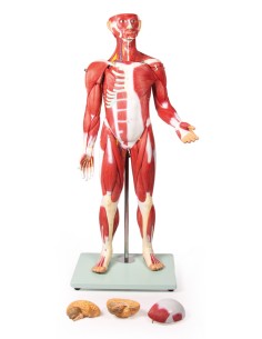 Figura humana com músculos... 2