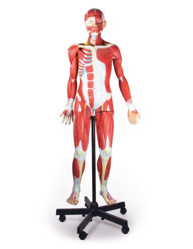 Figura humana com músculos, com 2/3...