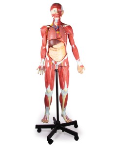 Figura humana com músculos,... 2