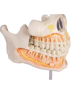 Modelo de dentição adulta...