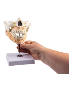 Modelo de dentição adulta... 2