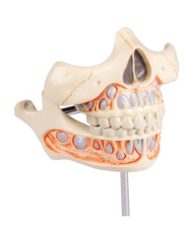 Modelo da dentição de leite de uma...